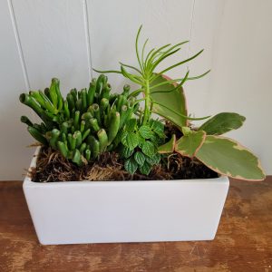 A mix of succulents are planted in a large, white, ceramic planter. They are various shade of green.