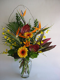 Birds of Paradise Birds of Paradise