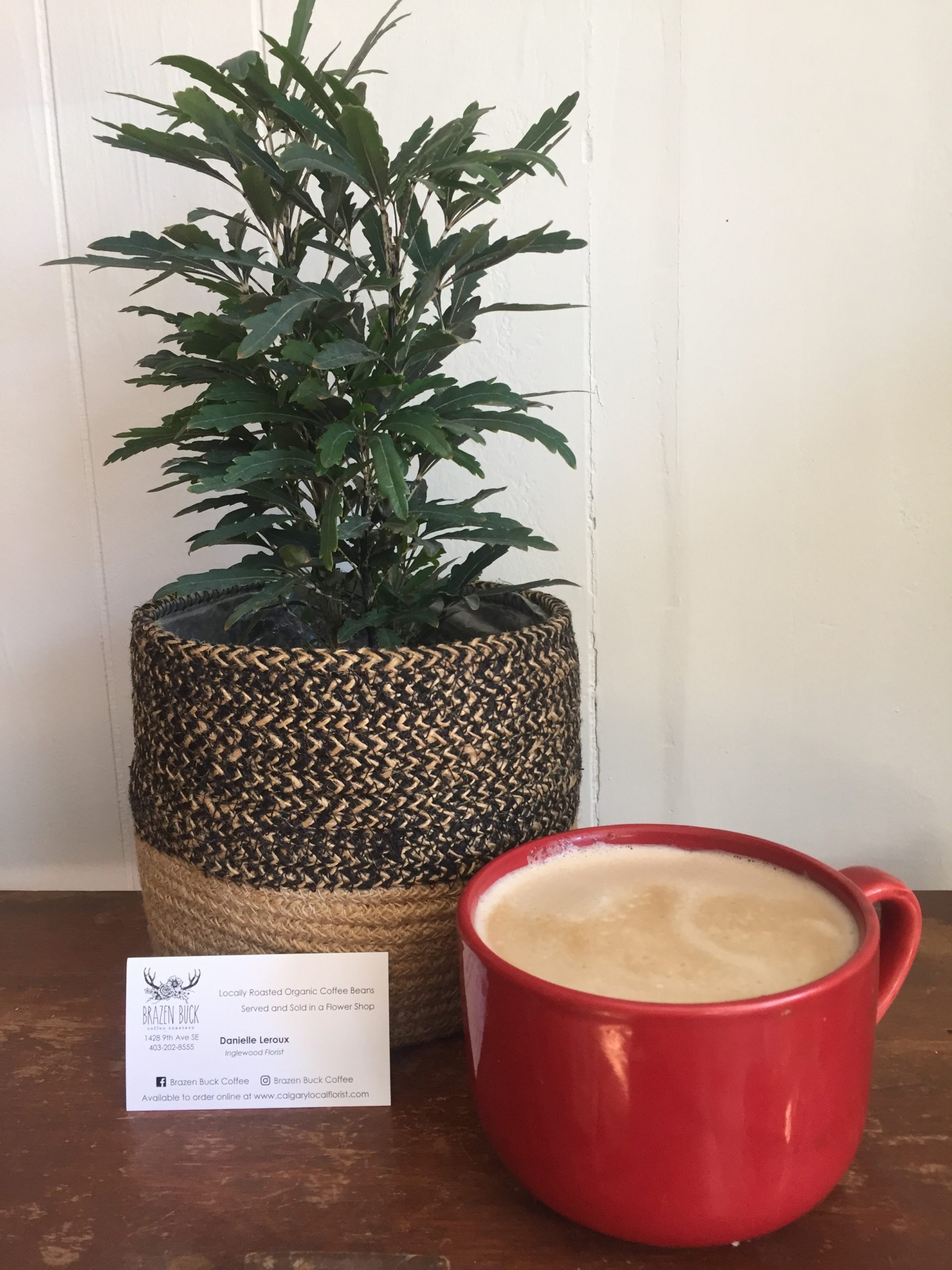 plant n coffee plant n coffee scaled