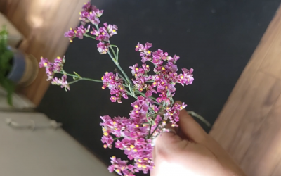 Limonium Flower