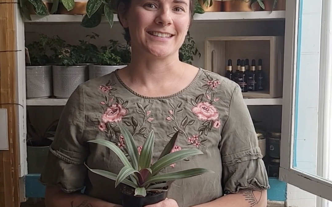 Tradescantia Plant